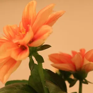 Appartamento Haus Mandarina, Palit